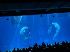 -芜湖新华联大白鲸海洋公园