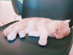 -飞行喵MR PILOT|猫舍·猫咖(静安大融城店)