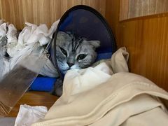 -瑞派雷欧宠物医院·24h夜诊·心脏骨科牙科·全科重症转诊中心(无影山店)