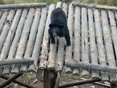 -黑瞎子岛探秘野熊园