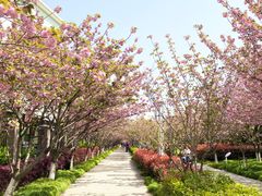 -高东镇樱花园