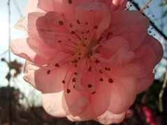 -南国桃园旅游度假区