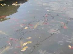 -大连天门山国家森林公园