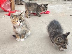 -终南山南五台景区