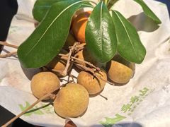 -季季山·云南野生菌火锅(上海首店)
