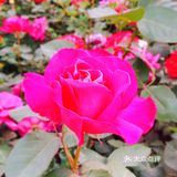小众风光/绝美月季花墙
