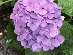 -伊豆荣(不忍亭店)