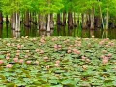 -白鹭湾湿地公园
