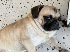-喜柴咖啡·柴犬狗咖