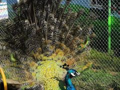 -西霞口神雕山野生动物世界