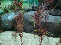 -上海海洋水族馆