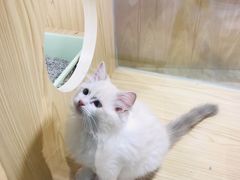 -屋虎猫馆(宝安大仟里店)