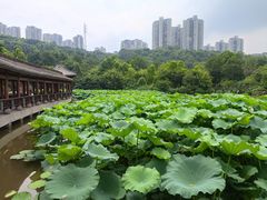 -龙头寺公园
