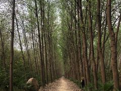 -合肥滨湖国家森林公园