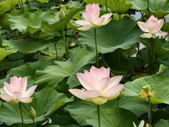 -莲花池公园