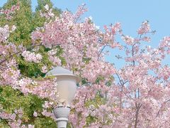-顾村公园