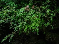 -西岭雪山大飞水景区