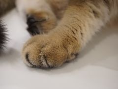 -飞行喵MR PILOT|猫舍·猫咖(静安大融城店)