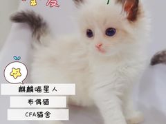 -70cat德文卷毛猫·缅因猫纯种猫舍