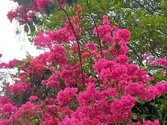-红花山公园