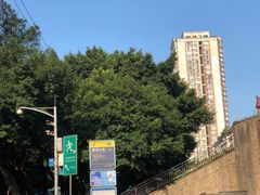 -铁山坪森林公园