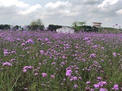 -光明小镇欢乐田园