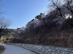 -北京西山国家森林公园