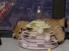 -欣宠猫屋·矮脚拿破仑·蓝金金渐层