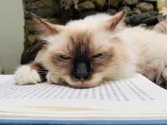 -喵屿·大理花园猫咖