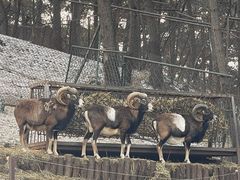 -沈阳森林动物园