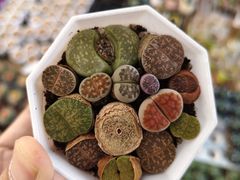 -龙大花卉苗木市场