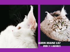 -十年猫舍·猫咪专门店(普陀店)