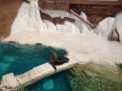 -秦皇岛乐岛海洋王国