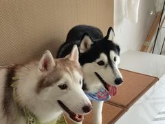 -星多哈·狗咖·拼豆·咖啡