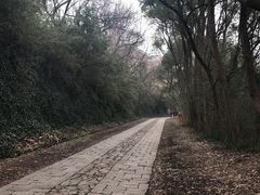 -上海佘山国家森林公园西佘山园