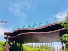 -黄海国家森林公园