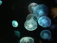 -悉尼海洋生物水族馆