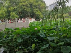 -莲湖公园
