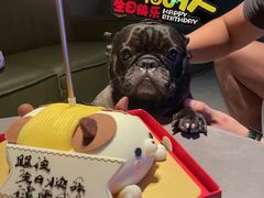 -萌宠之家·腊肠犬·马尔泰·小体犬舍