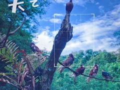 -普洱太阳河森林公园