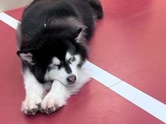 -和它·交个朋友·狗咖猫咖(爱琴海店)