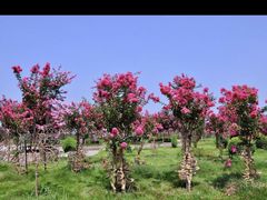 -武汉紫薇都市田园