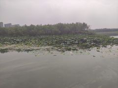 -丁香湖公园