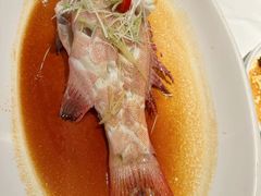 清蒸东星斑-侨美食家·40年地道粤菜(珠江新城店)