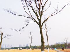 -洋湖国家湿地公园