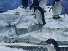-上海海昌海洋公园