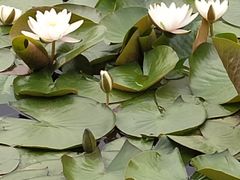 -长春市南湖公园