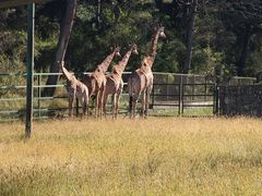 -沈阳森林动物园