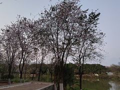 -海珠湖公园