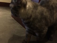 -宠爱国际动物医院· 猫科· 外科·中兽医(长白店)
